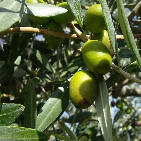 Bauernhof Il Borgo Degli Ulivi *