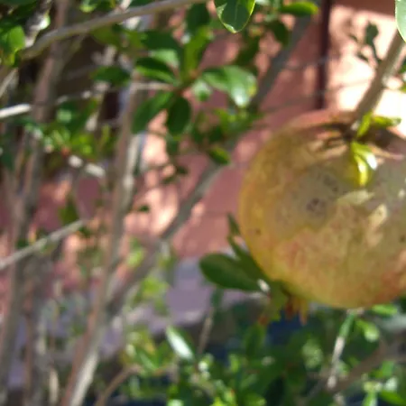Farm stay Il Borgo Degli Ulivi *