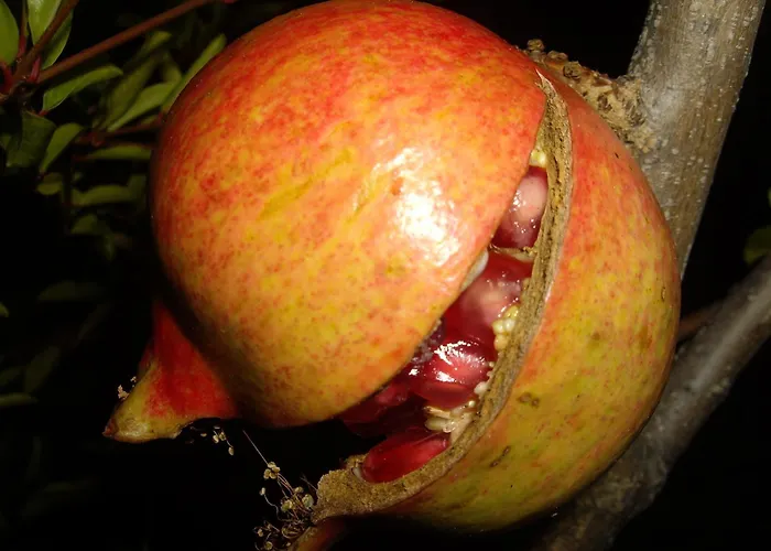 Il Borgo Degli Ulivi Roseto Degli Abruzzi