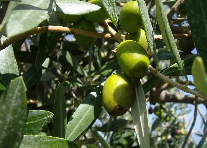 Farm stay Il Borgo Degli Ulivi *