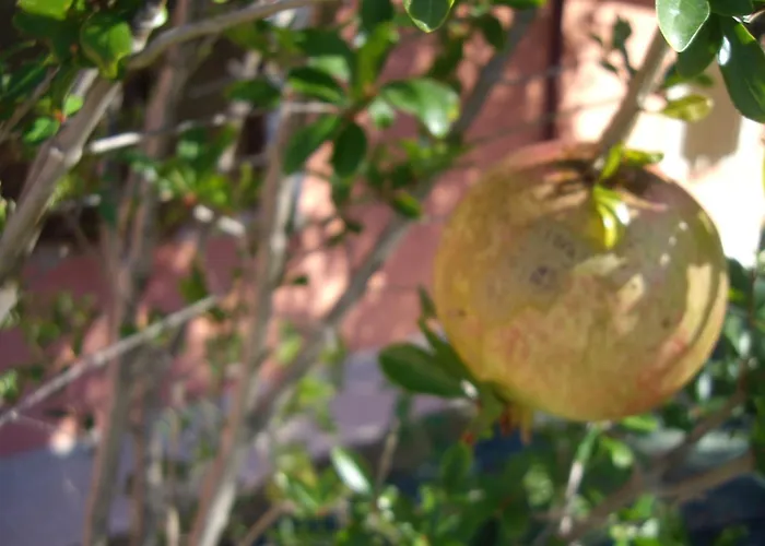 Farm stay Il Borgo Degli Ulivi *