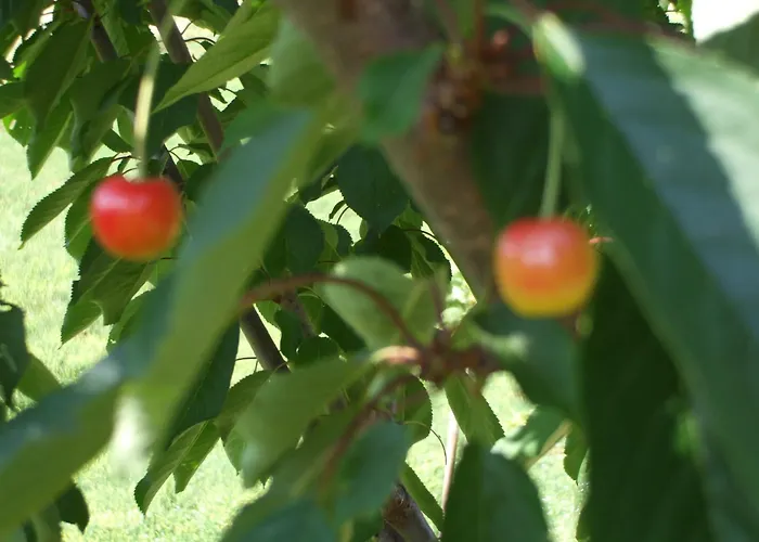 Farm stay Il Borgo Degli Ulivi Roseto Degli Abruzzi