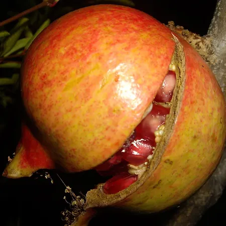 Il Borgo Degli Ulivi Roseto Degli Abruzzi