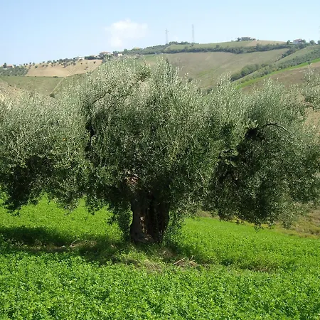 ファームステイ Il Borgo Degli Ulivi *