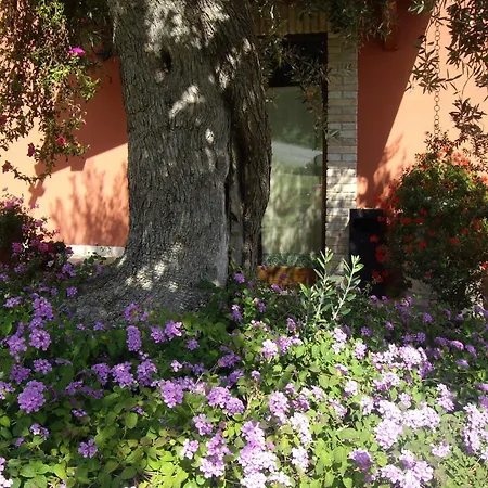 Il Borgo Degli Ulivi ロゼート・デッリ・アブルッツィ