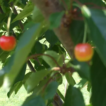 Farma Il Borgo Degli Ulivi Roseto Degli Abruzzi