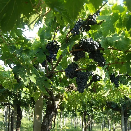 ファームステイ Il Borgo Degli Ulivi