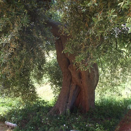 Farma Il Borgo Degli Ulivi Roseto Degli Abruzzi