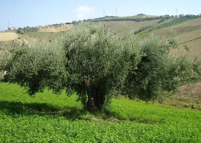 Alloggio per agriturismo Il Borgo Degli Ulivi *
