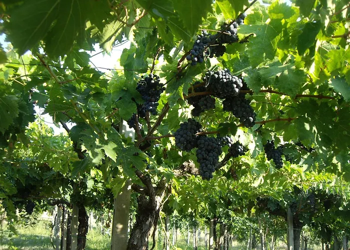 Alloggio per agriturismo Il Borgo Degli Ulivi