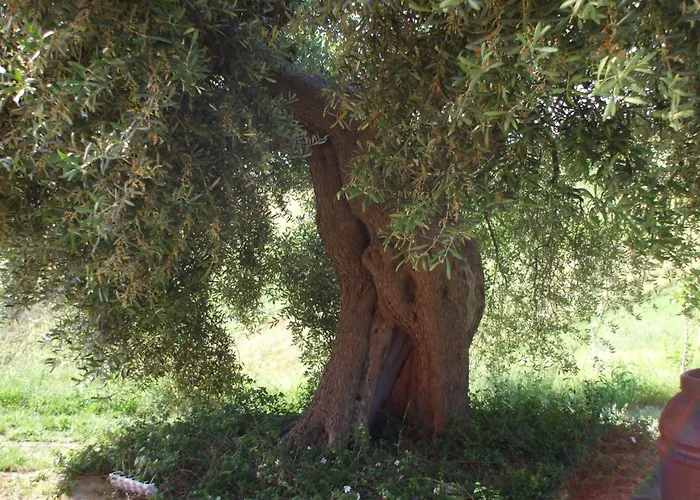 Alloggio per agriturismo Il Borgo Degli Ulivi Roseto Degli Abruzzi